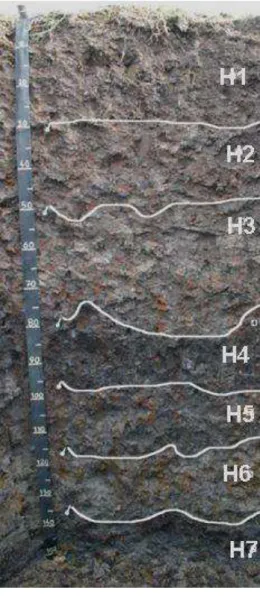 Figure  2.3 : Photographie du profil  de  sol  ouvert  sur  le  site  d’étude  (Adam, 2011) 