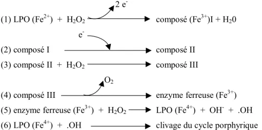 Figure 1 : Réactions d'inactivation de la lactoperoxydase en présence d'un excès de peroxyde  d'hydrogène (Kohler et Jenzer, 1989 ; Jantschko et al., 2005) 