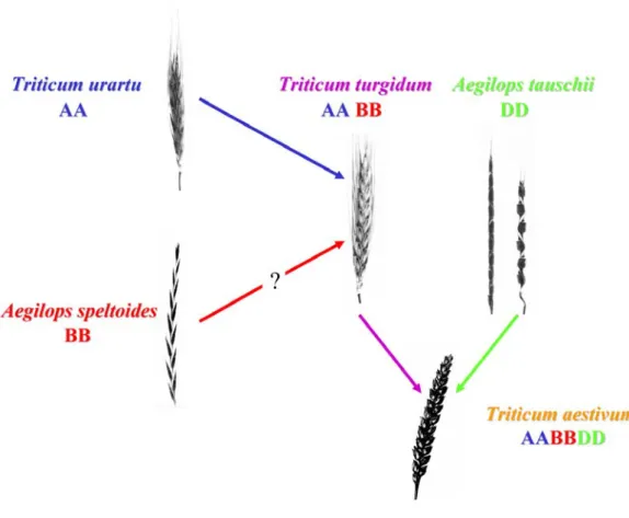Fig 1-6: Chromosome structure of T. aestivum  
