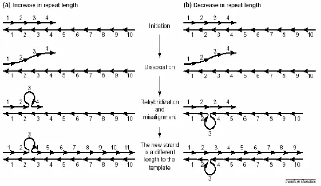 Figure 1-8  Model of SSR mutation by replication slippage (slipped-stand mispairing) 