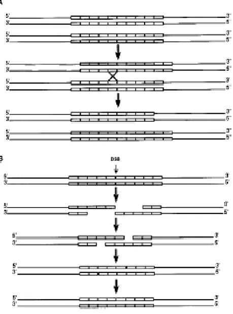 Figure 1-9.  Model of SSR mutation by recombination 