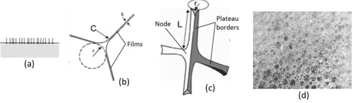 Figure 2.7 (a) Gas-liquid interface. (b) Cross section of a Plateau border with three films attached  to it  at point  C [58], (c) Four Plateau borders (PBs) attached by a node, L is the length of PB and r 