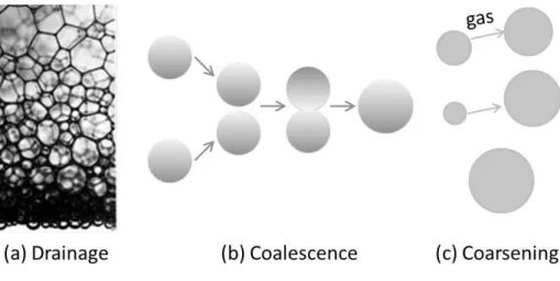 Figure 2.8 Schematic drawing of the three main foam destabilization mechanisms. (a) is drainage  of the liquid  due to gravity, (b) Coalescence of two bubbles, (c) Coarsening of the bubbles due to 