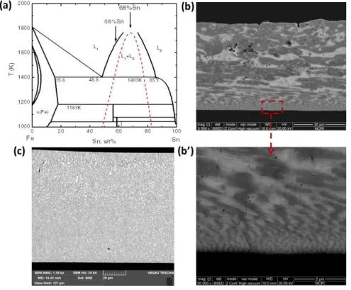 Figure  4.8  (a)  Phase  diagram  of  Fe-Sn  system.  (b)  SEM  image  of  the  SD-type  solidif ication  microstructure  in  Fe-68wt%Sn  alloy  at  10  m/s