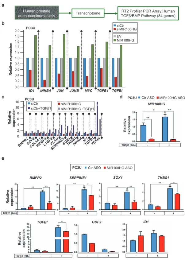 Fig. 5 MIR100HG regulates TGFB1 expression and many mem- mem-bers of the ﬁ brogenic program