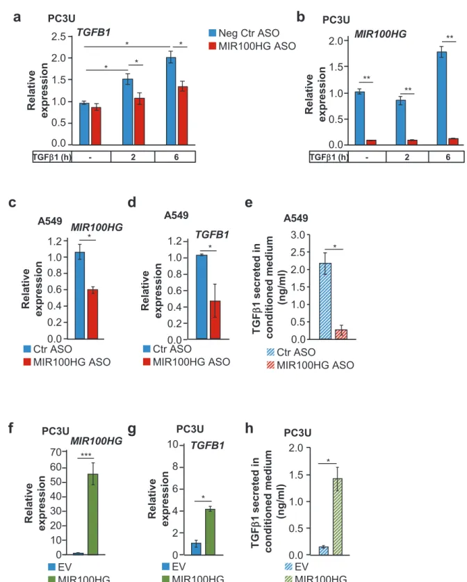 Fig. 6 TGF β 1 synthesis and secretion is induced by MIR100HG downstream of TGF β signaling