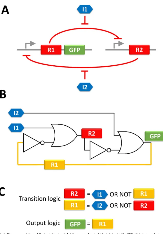Fig 1. Three representations of Gardner’s toggle switch. (A) corresponds to the biological sketch of the GRN