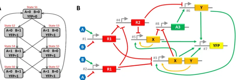 Fig 3. State diagram and GRN associated with system B. (A) is the state diagram of system B