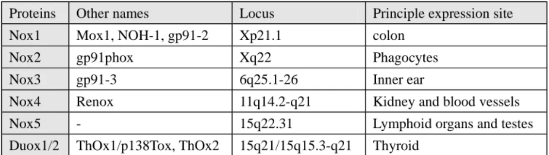 Table 1. Tissue distribution and main locus of NADPH oxidases 