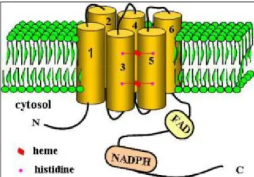 Figure 7. Topology of Nox2. Nox2 has six transmembrane domains and its NH 2  terminus and its COOH terminus  are facing the cytoplasm