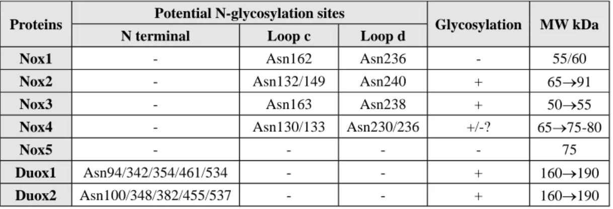 Table 2. NADPH oxidases and glycosylation. Asparagines corresponding to the potential sites of N-glycosylation