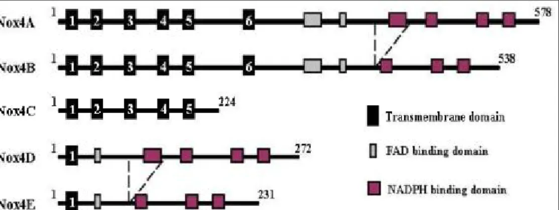 Figure 8. Schematic representastion of Nox4 isoforms 