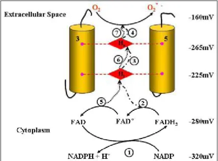Figure  9.  Electron  transfer  pathways  within  flavocytochrome  b558  (Cross  et  al.,  2004)