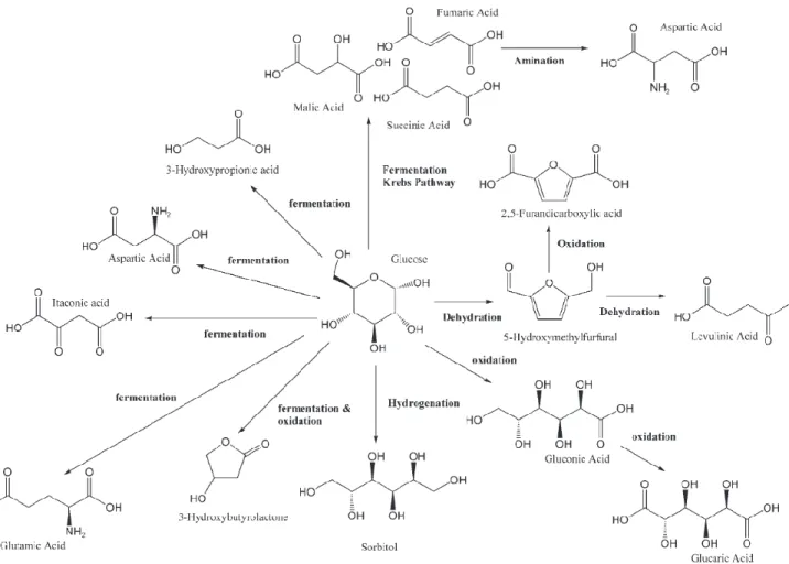 Figure 4 – Molécules à forte valeur ajoutée formées à partir du glucose [27] 