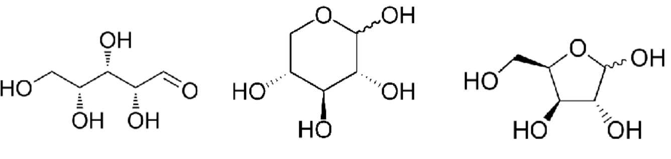 Figure 5 – De la gauche vers la droite : D-xylose, D-Xylopyranose, Xylofuranose. 