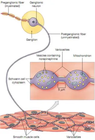 Figure  1.5  Sympathetic  innervation  of  SMCs.  When  stimulated,  sympathetic  preganglionic  neurons release ACh at synapses with ganglionic neurons