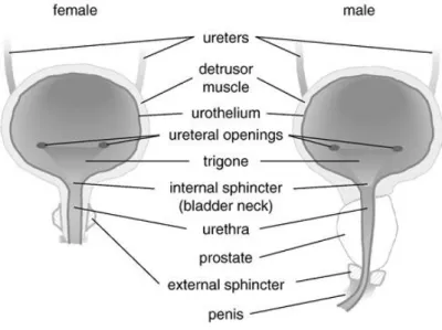Figure 1.6 Schematic representation of the lower urinary tract. From Fry et al., 2010 (12)