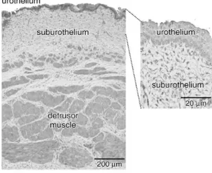 Figure 1.8 Cross-section of the bladder wall. Adapted from Fry et al., 2010 (12). 