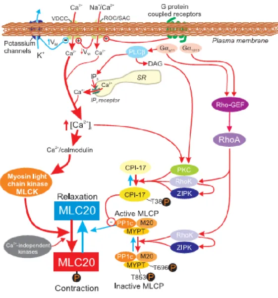 Figure  1.9  Schematic  representation  of  major  pathways  involved  in  excitation-contraction  coupling  in  SM