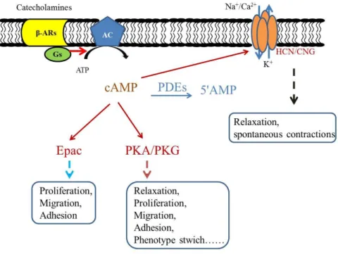 Figure 1.10 A scheme of β-AR signaling pathway in SM. In brief, noradrenaline binds to β-AR  and activate Gs-AC-cAMP pathway, resulting in a series functional changes of SM