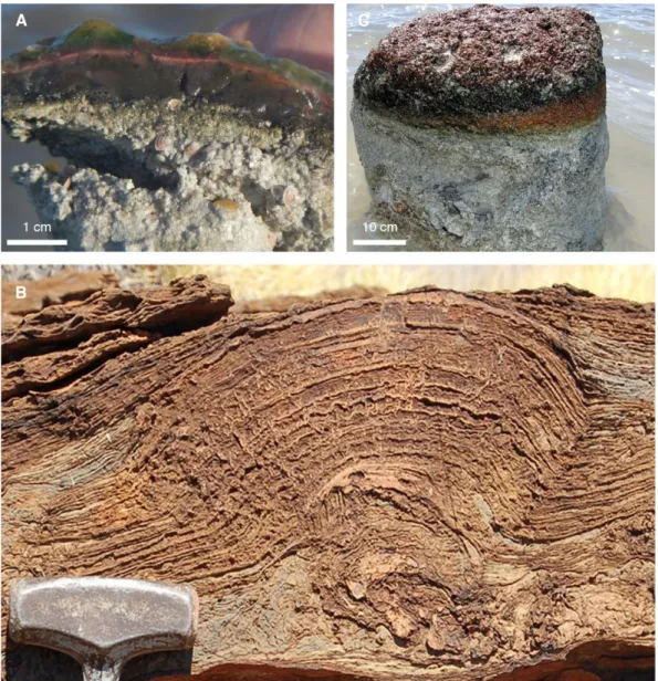 Figure 1: Microbial structures. (A) A modern non-lithified microbial mat from Cayo Coca lagoon, Cuba