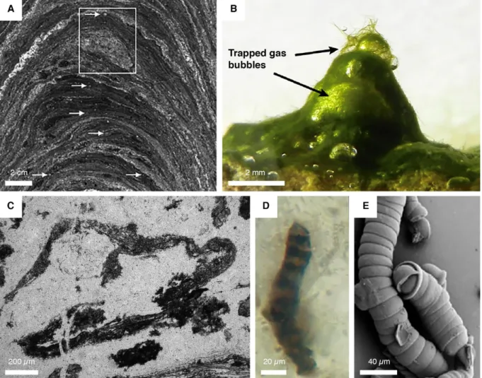 Figure  4:  Examples  of  evidence  for  the  earliest  signs  of  life.  (A)  Optical  photomicrographs  of  a  stromatolite