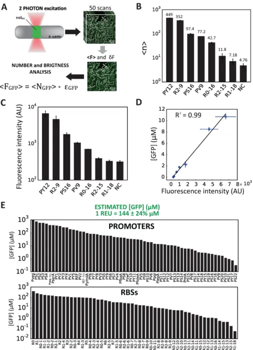 Figure 5. Measurement of part activities at the single molecule level. (A) Principle of 2-photon scanning number and brightness (2psN&amp;B) analysis.