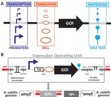 Figure 1. Design of a toolbox to tune genetic expression in Bacillus sub- sub-tilis. (A) We engineered libraries of regulatory components with different strengths and sequences to tune genetic expression of a gene of interest (GOI): constitutive promoters 