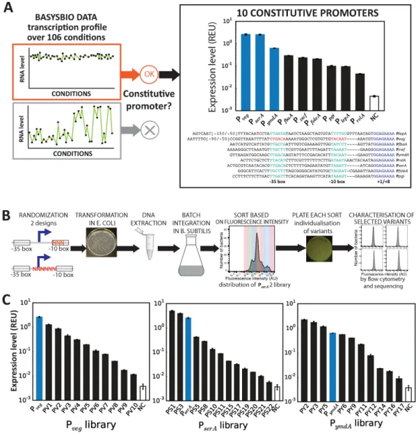 Figure 2. Engineering constitutive promoter libraries to tune transcription level in B