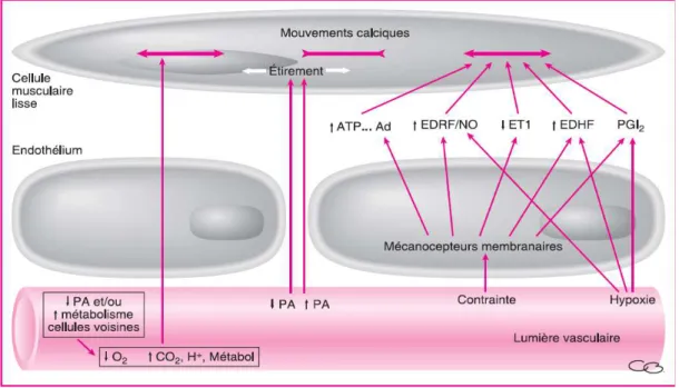 Figure 3 : Schéma de l’autorégulation du débit sanguin local par action sur les cellules musculaires  lisses : hyperémie active et hyperémie post-occlusive