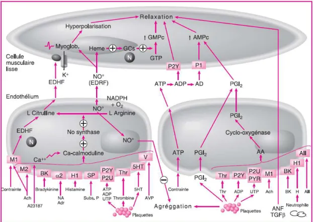 Figure 5  : Régulation de la vasodilatation par l’endothélium vasculaire (Saiag B, 2009) 