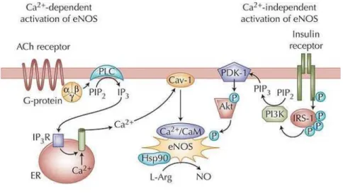 Figure 8. Voie d’activation de la NOSe dépendante ou indépendante du calcium.                         