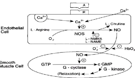 Figure 9 : Mécanisme d’action du NO  (Saïag B et coll. 2004) 
