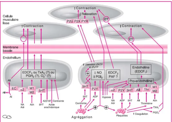 Figure 10 :  Régulation de la vasoconstriction par l’endothélium vasculaire  (Saiag B, 2009) 