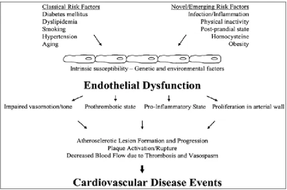 Figure 12. Rôle de la dysfonction endothéliale dans la pathogenèse des maladies   cardiovasculaires (Michael et coll 2003) 