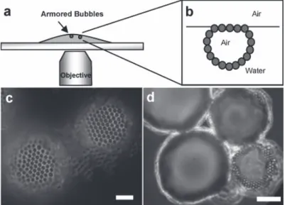 Figure II-10 : Gouttelettes de bulles de gaz stabilisées par une couche dense de particules de  polystyrène