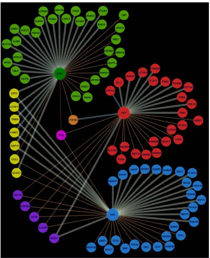 Figure 23. Network representation of AhR, Nrf2 and ATF4 pathway signatures and their  overlapping zones
