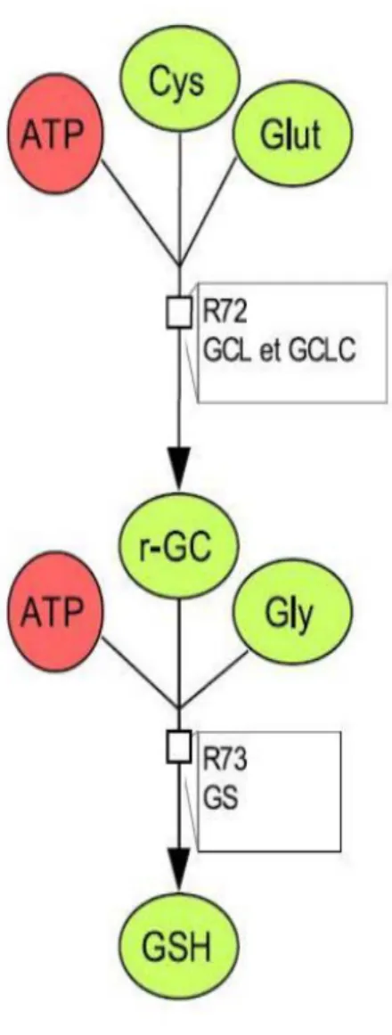 Figure 9. γGC and GSH synthesis reactions according to Geenen et al. (2012a) (left) and to  Hamon  et al