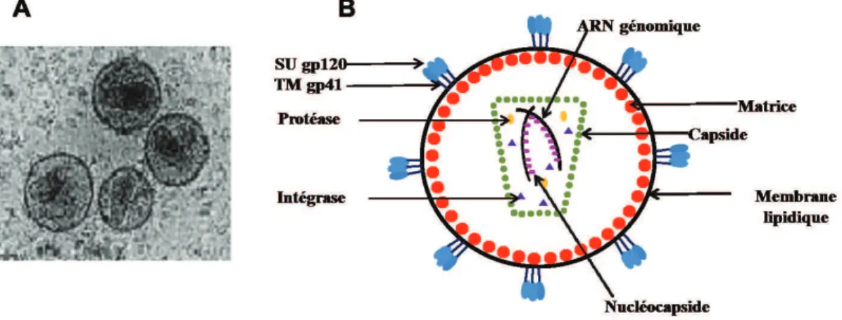 Figure 3 : Structure de la particule virale mature du VIH-1. (A)  Particules virales matures  observées  par  microscopie  électronique