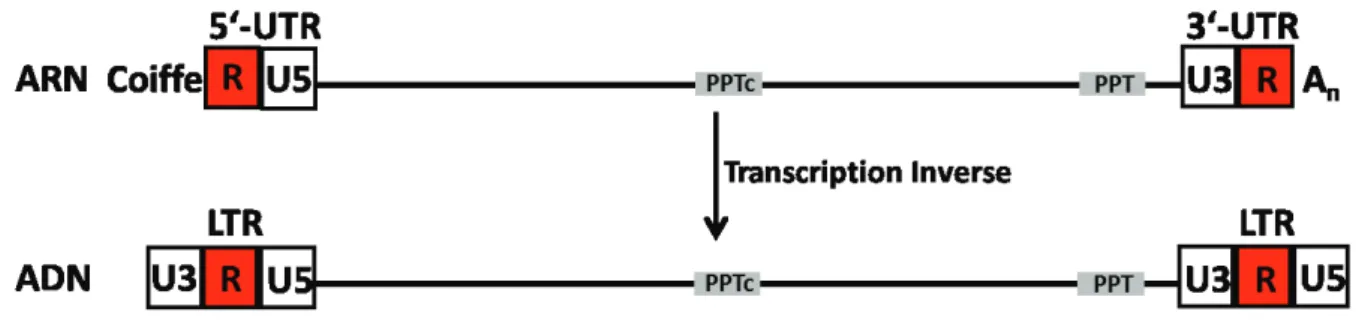 Figure  5  :  ARN  viral  génomique  et  ADN  proviral  obtenu  après  la  transcription  inverse 