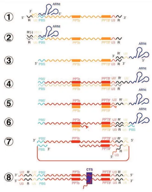 Figure  12:  Représentation  schématique  de  la  transcription  inverse .  La  matrice  ARN  est  représentée  en  orange,  60=&gt;?