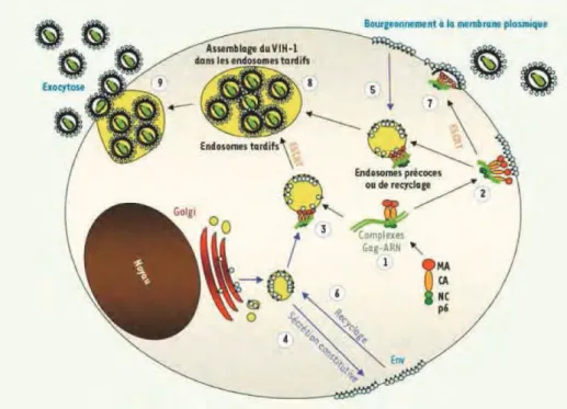 Figure 17 : Trafic et voies 9!+11/6H,+=/%98%:;&lt;-1:@7B# N-.O*),#,.#4%6.&amp;41/&amp;)2.&amp;(-#+,#Y23#)%/#60=&gt;?E#@&#34; -3)  adressage des complexes Gag-ARN vers la membrane plasmique ou vers les compartiments endosomaux (4-6)