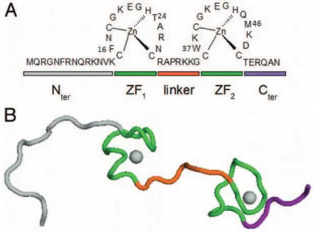 Figure  19:  Structure  tridimensionnelle  et  séquence  de  la  protéine  NCp7  du  VIH-1