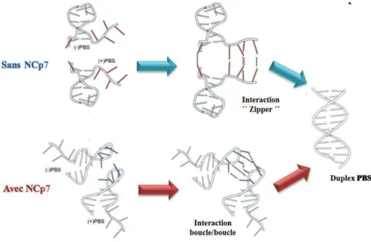 Figure 22 -%C04+2*16/%9!5LH'*9+3*(2%9/1%1078/24/1%EMNO-)/(+).  En absence de NCp7, les bases des boucles  PBS(-) et PBS(+) sont orientées vers l'intérieur ce qui rend impossible une interaction boucle/boucle et permet 