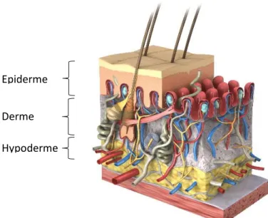 Figure 1 : Représentation schématique de la structure de la peau humaine (www.carecreations.basf.com) 