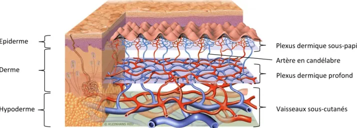 Figure 4 : Schématisation de la microcirculation cutanée : en bleu, le réseau veineux et en rouge, le réseau artériel  (www.carecreations-basf.com) 