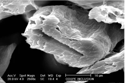 Figure 7 : Image d'une fibre cellulosique prise au Microscope Electronique à Balayage MEB (Image SCA, Kunheim) 