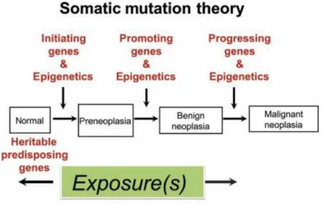 Figure 3 : Evolution des tumeurs par plusieurs étapes génétiques et morphologiques. 