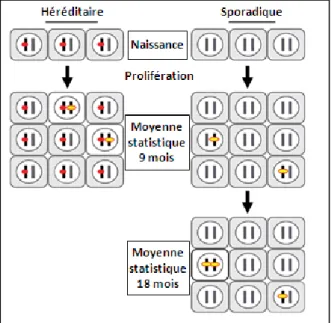 Figure  5 :  Hypothèse  des  deux  hits  de  Knudson.  La  survenue  de  deux  événements  mutationnels  (en  jaune)  dans  le  cas  d’un  cancer  sporadique  nécessite  plus  de  temps  que  dans les cas héréditaires où une mutation germinale (en rouge) e