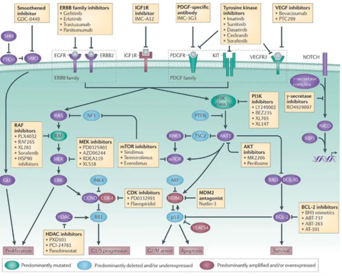 Figure 11: Les réseaux impliqués dans la thérapie ciblée des sarcomes 52